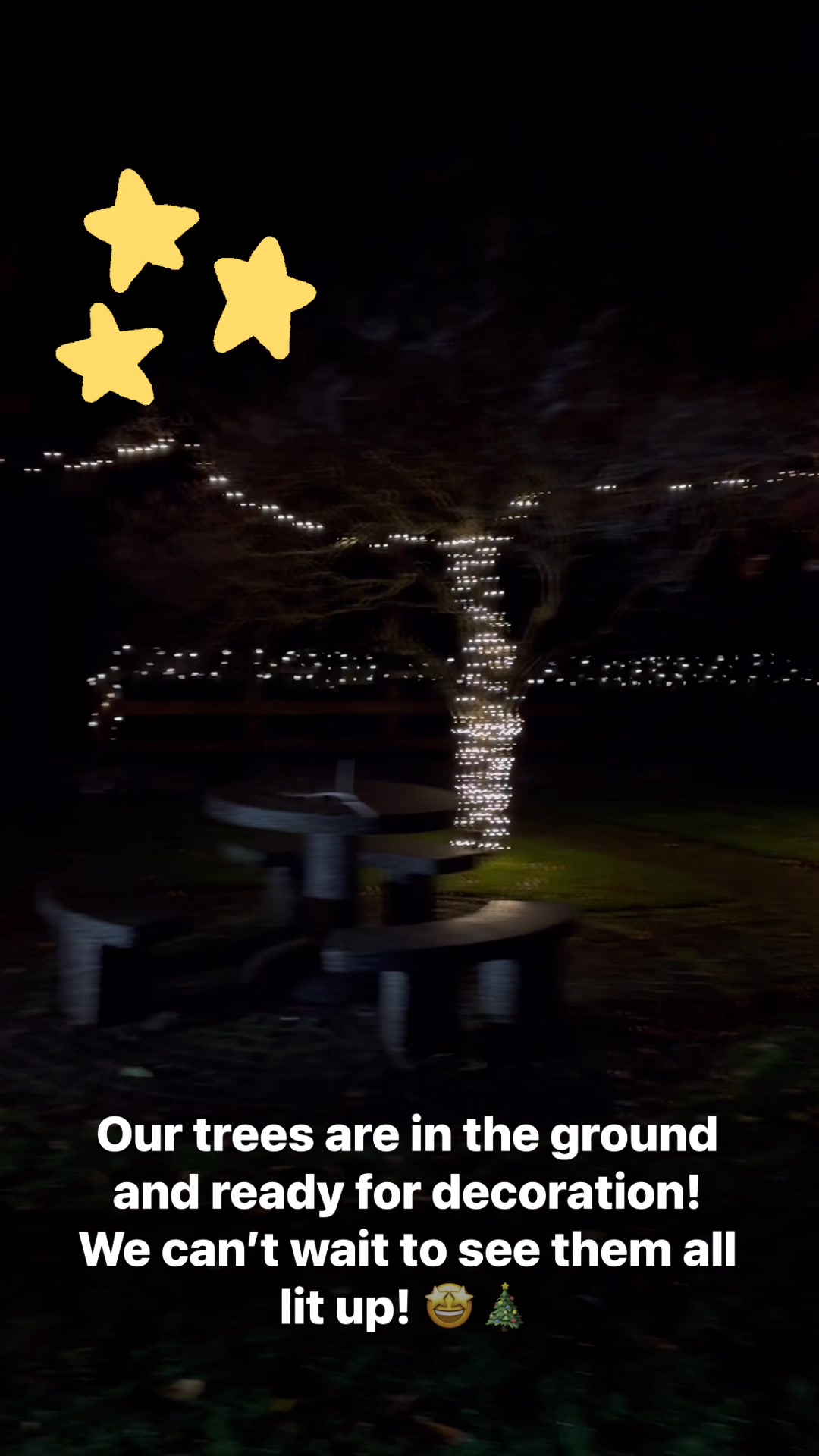 🎄Yipee! Our trees are in the ground and ready to be decorated! Thank ...