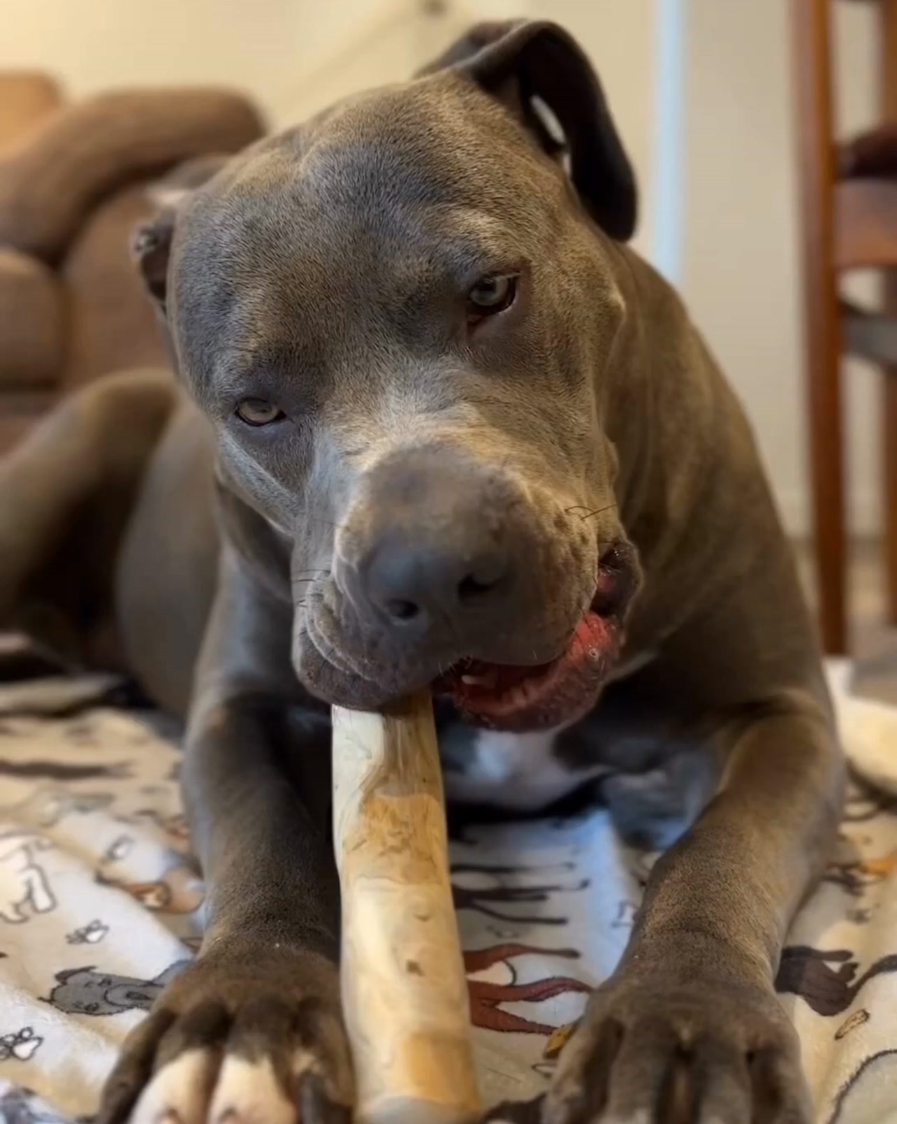 Tired of worrying about unsafe chews for your dog? 🐕 Buddylicious Olive ...