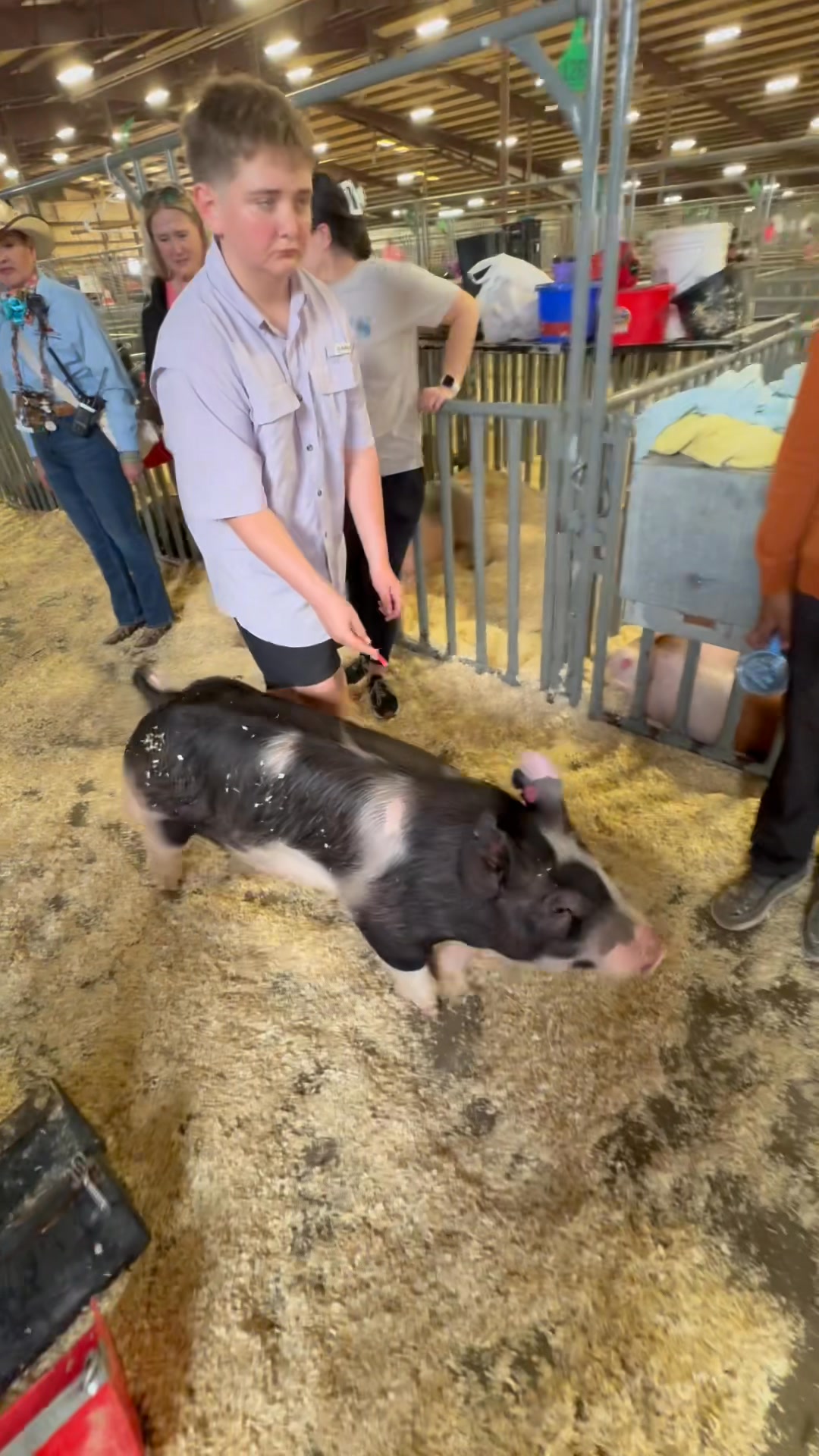 Let’s Rodeo, San Antonio! Out at the swine barn at the rodeo on opening ...