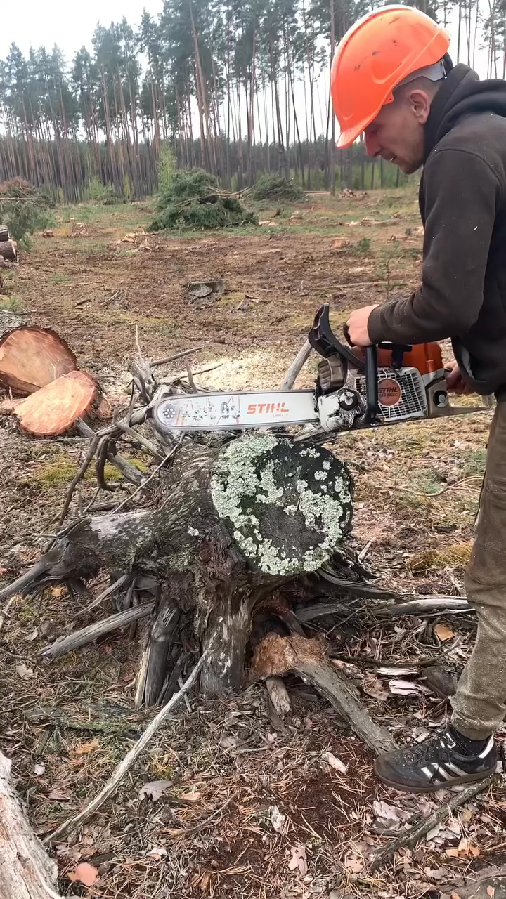 Wood Working On The Tree And Woods #wood #working #woodworking #trees # ...