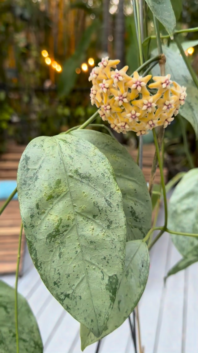 0802 Hoya coriacea silver コリアセア シルバー Hoya Coriacea Silver
