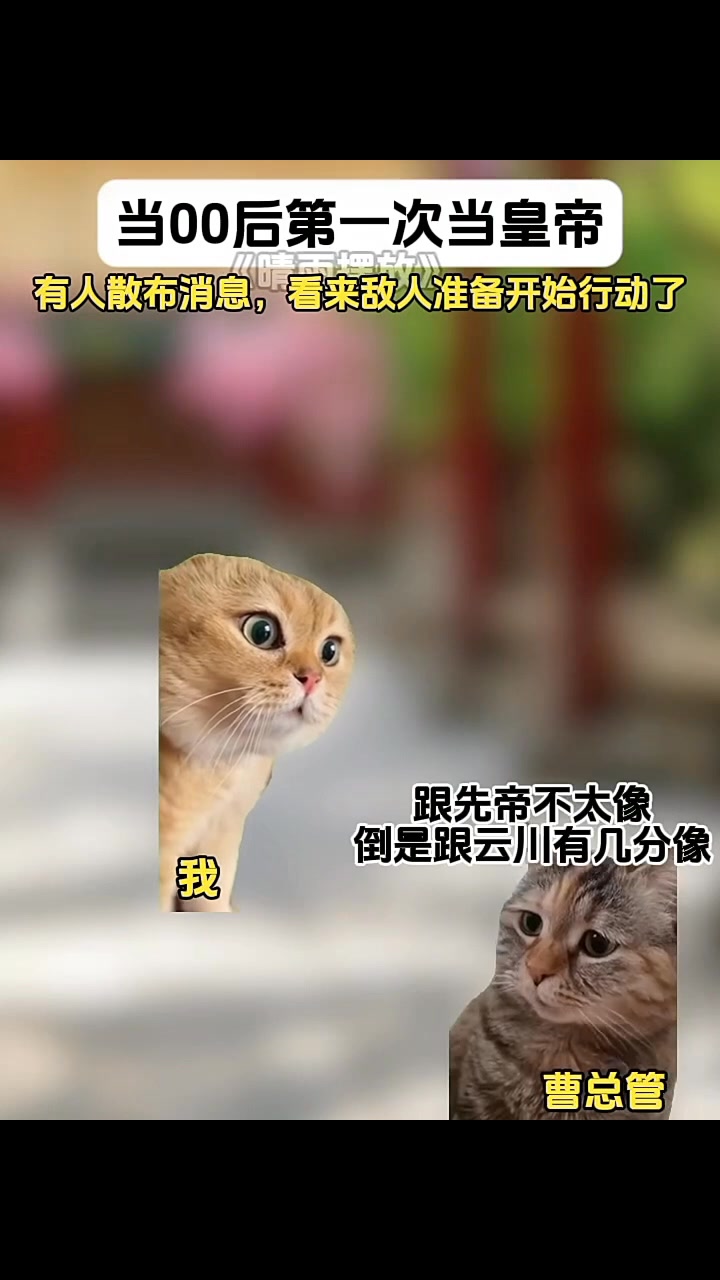 《晴雨摆放》1-12合集 皇上你快醒醒 皇上你醒醒吧 . . . . #猫meme #00后 #真实还原 #搞笑 #猫meme小剧场 #万万没 ...
