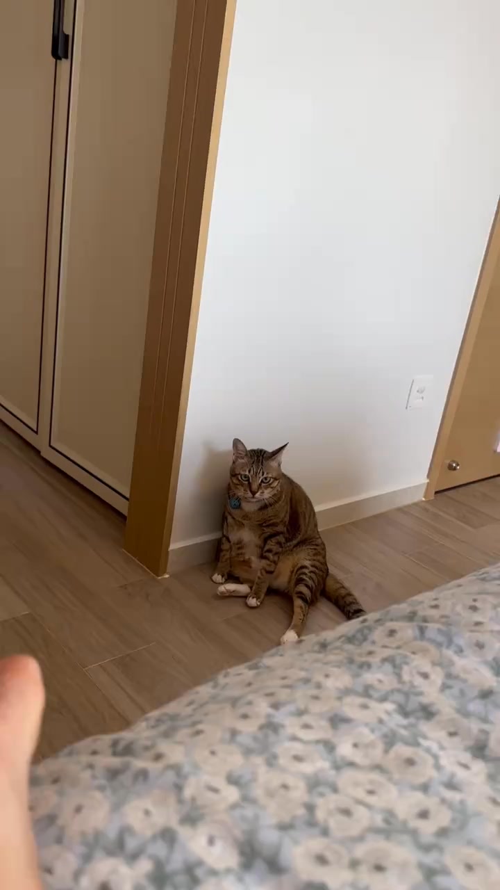 干啥啥不行，吃虾第一名 #reels #搞笑 #猫咪 #可爱 | 黄条子 | Facebook