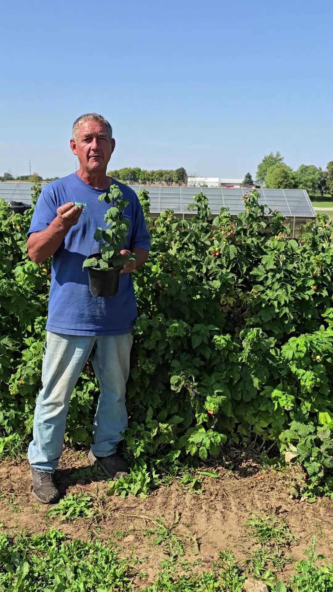 If you've ever thought about adding raspberries to your garden, here's ...