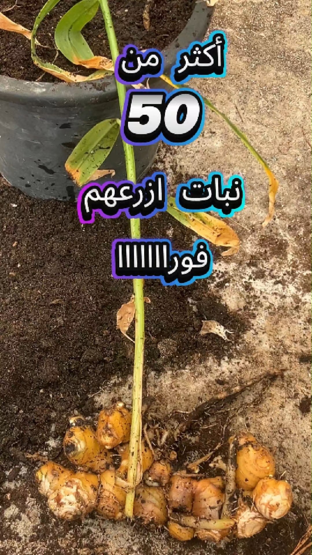 ماذا يزرع الان ؟ اكثر من 50 نبات يمكنك زراعتهم بكل سهولة في اصص أو في ...