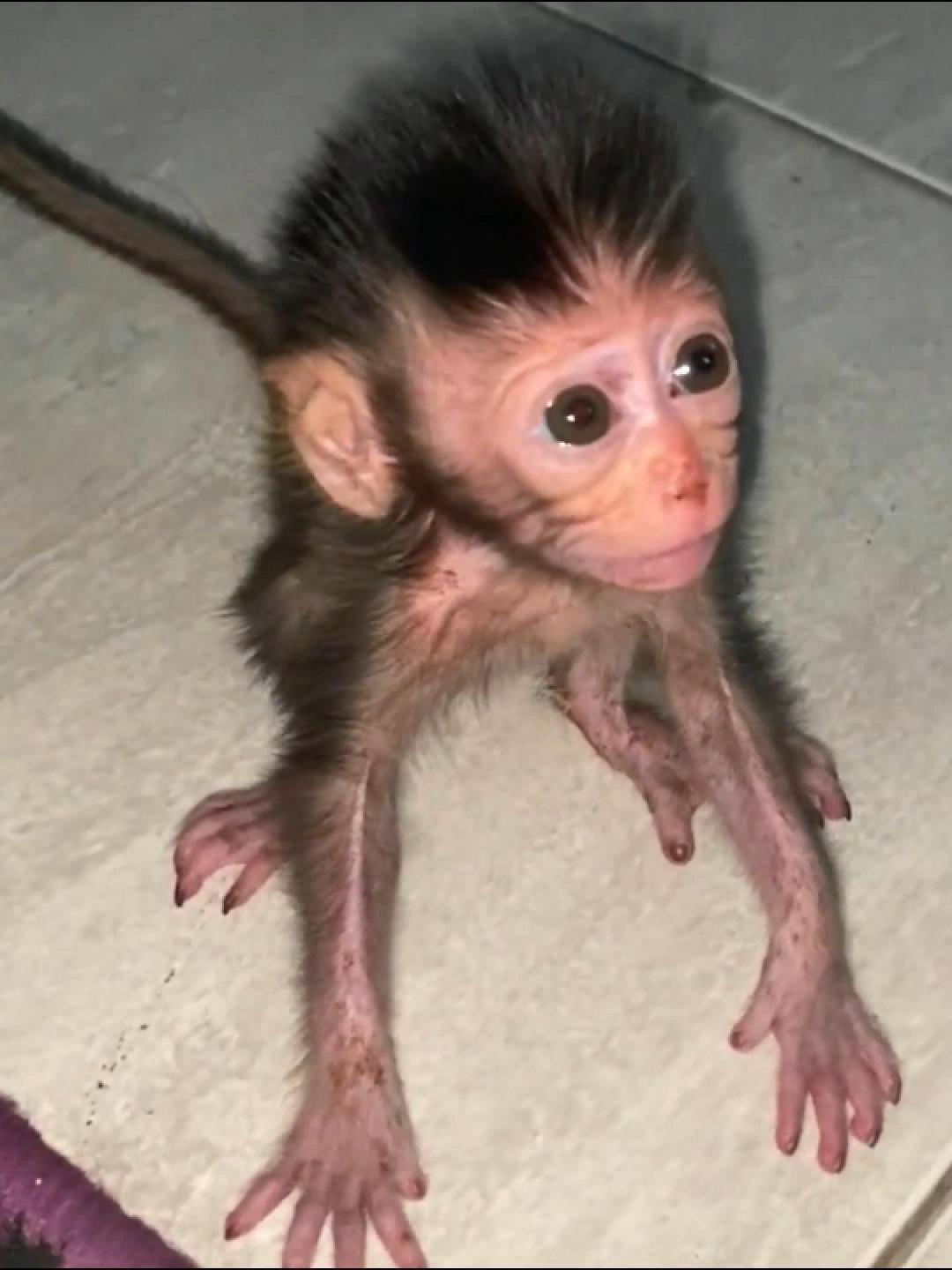 Poor Bb Monkey Left Crying On The Floor | Best Videos | Facebook