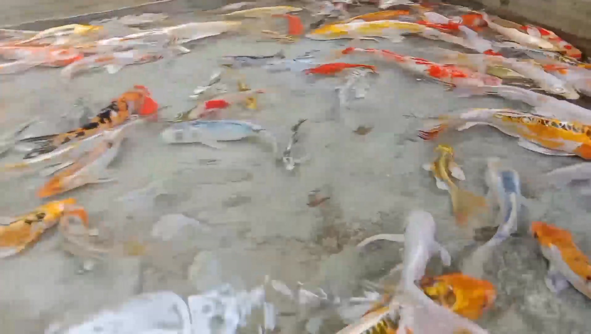 Jisan Fish Farm