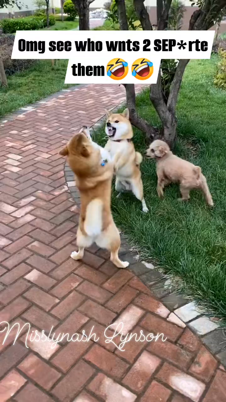 Are they playing 😂😂😂 #animals #nature #dogs | Misslynash Lynson | Facebook