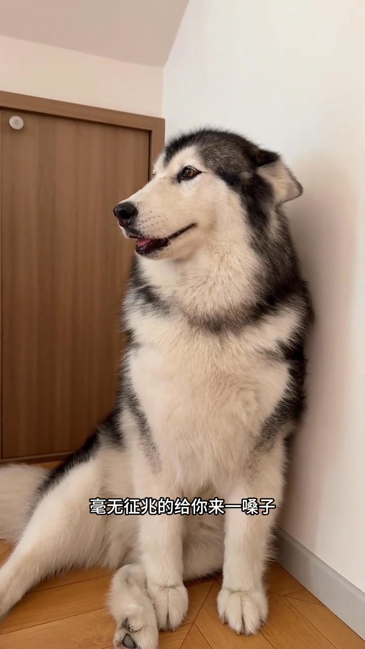咋整啊家人們，幫我出出招。 | 傻狗杰克 | Facebook