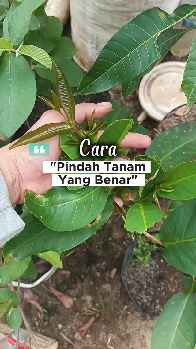 Cara Pindah Tanam Biar Gak Kayu atau Mati 🌱 👉 Rahasianya rendam dulu ...