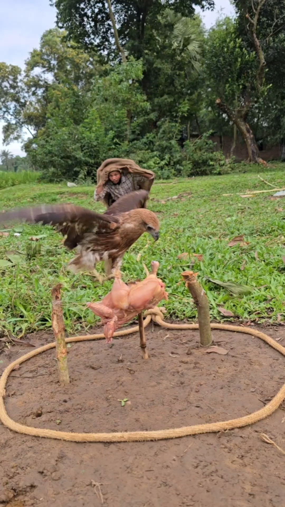 Making a hawk trap with chickens🤔 #funny | Mawna | Facebook