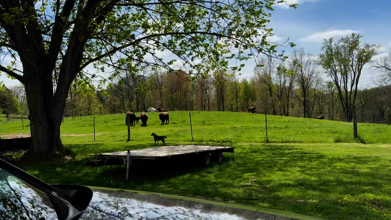 Timber Valley Bison, LLC | Battle Creek MI