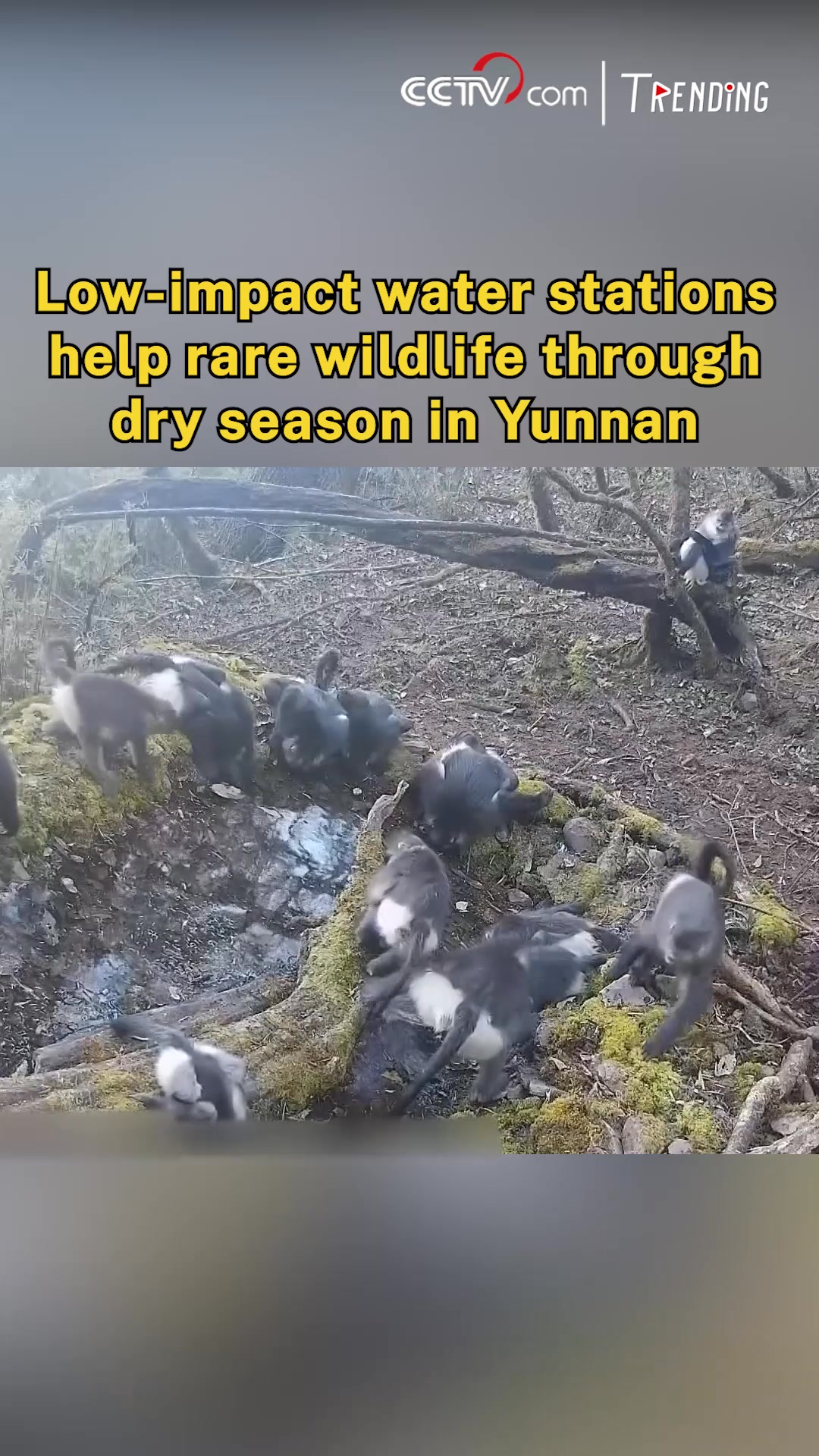 Infrared cameras in southwest China's Yunnan have captured rare animals ...