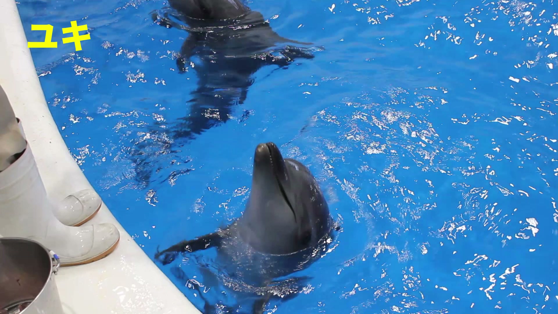 ○サツマハオリムシ○ . 1993年に錦江湾の水深82mで発見されました