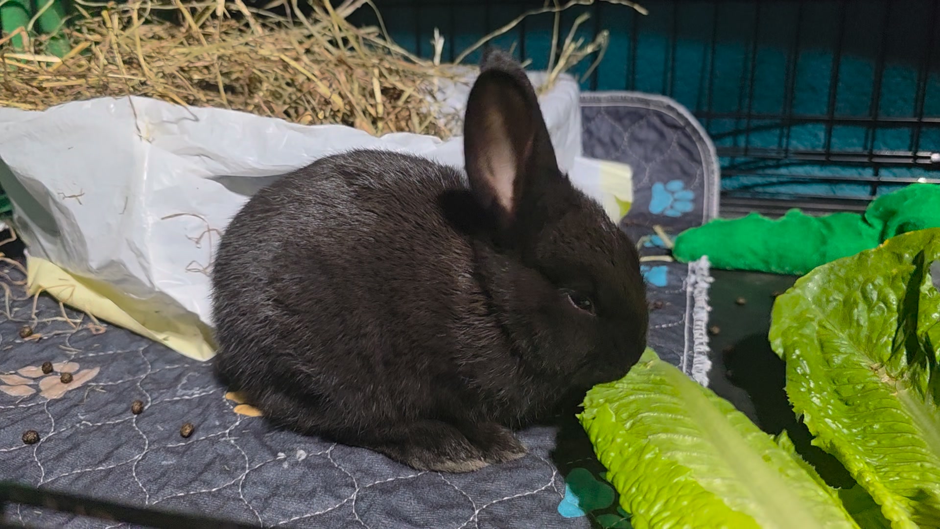 Our newest intake is a tiny baby from Dunn County Humane. This smol ...