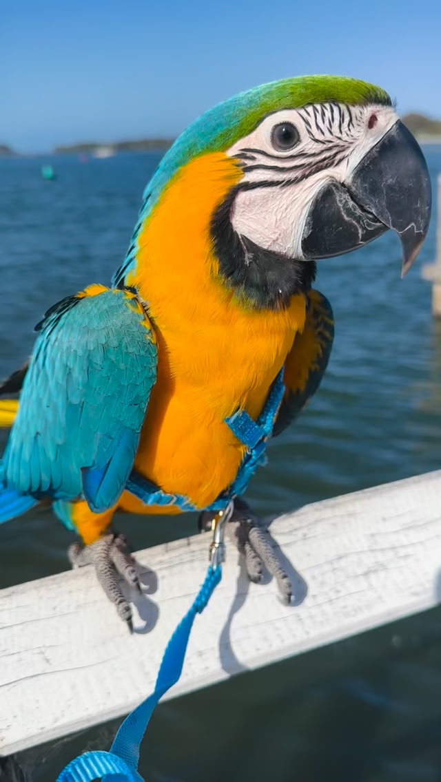 Curated visual reference: Creating A Comfortable Environment For Macaws Reference: Every Macaws Australia Baby Gets Out And About Before Leaving