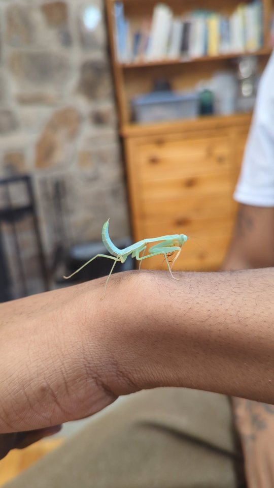 アビソ プレイング・マンティス5’4″ AVISO　PRAYING MANTIS Dan is back to introduce you to a praying mantis, the only species