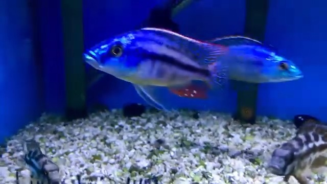 Dimidiochromis strigatus, $49.99/male, $12.99/female | About Fish, Inc ...