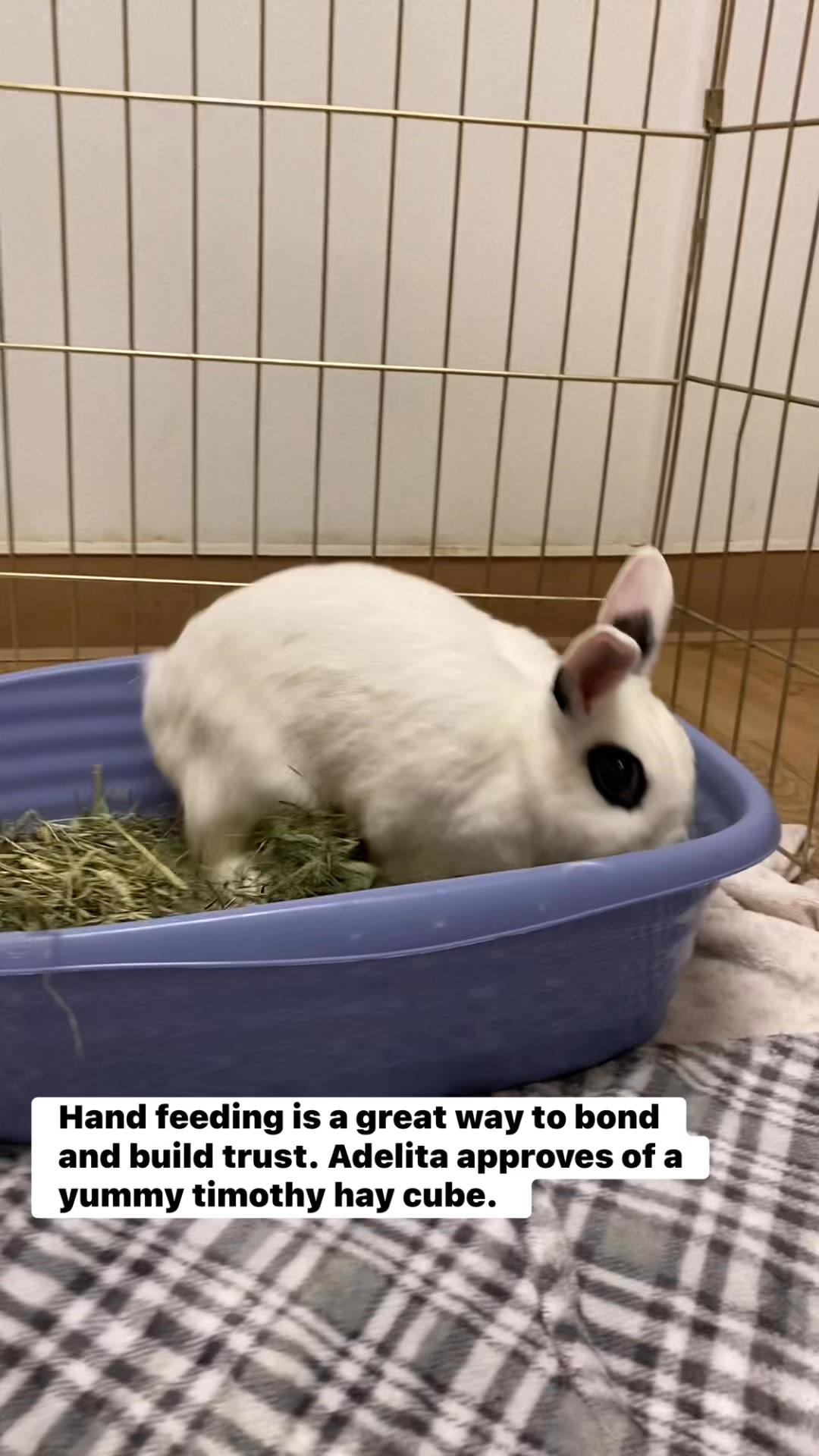 Meet Adelita! ️ | East Bay Rabbit Rescue | Facebook