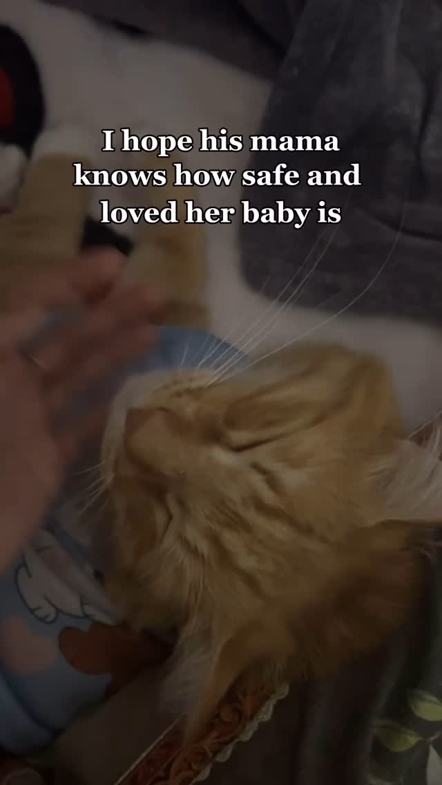 He is loved🧡 Hashtags - #catlover #catlife #catlovers #orangecat # ...