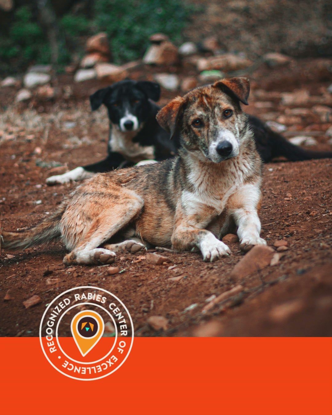 GARC's Rabies Centers of Excellence form part of the Communities ...