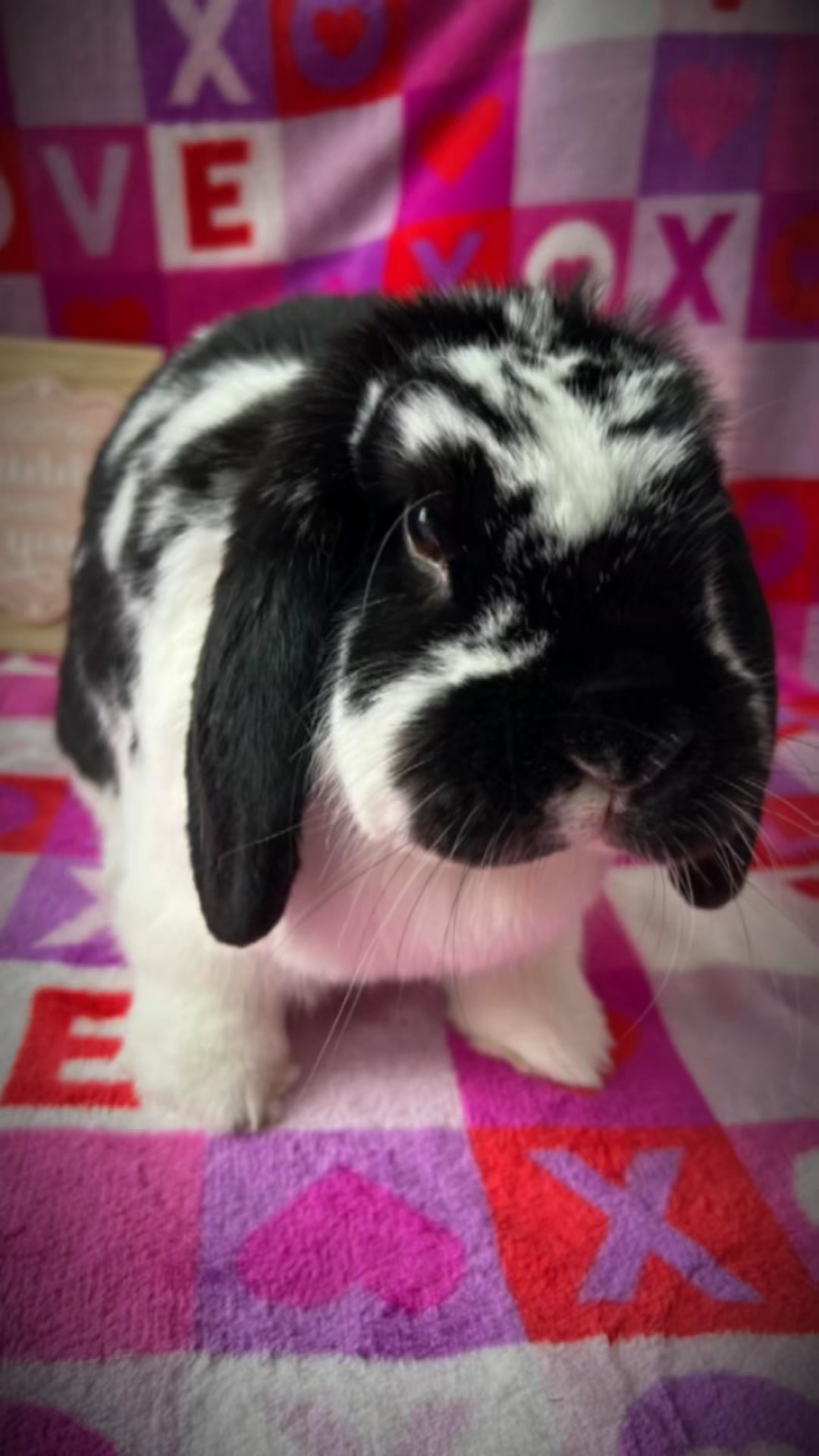 Do you love me? ️🐰 #Roxie #bunnylove #bunnies #rabbit #bunnylife #bunny ...