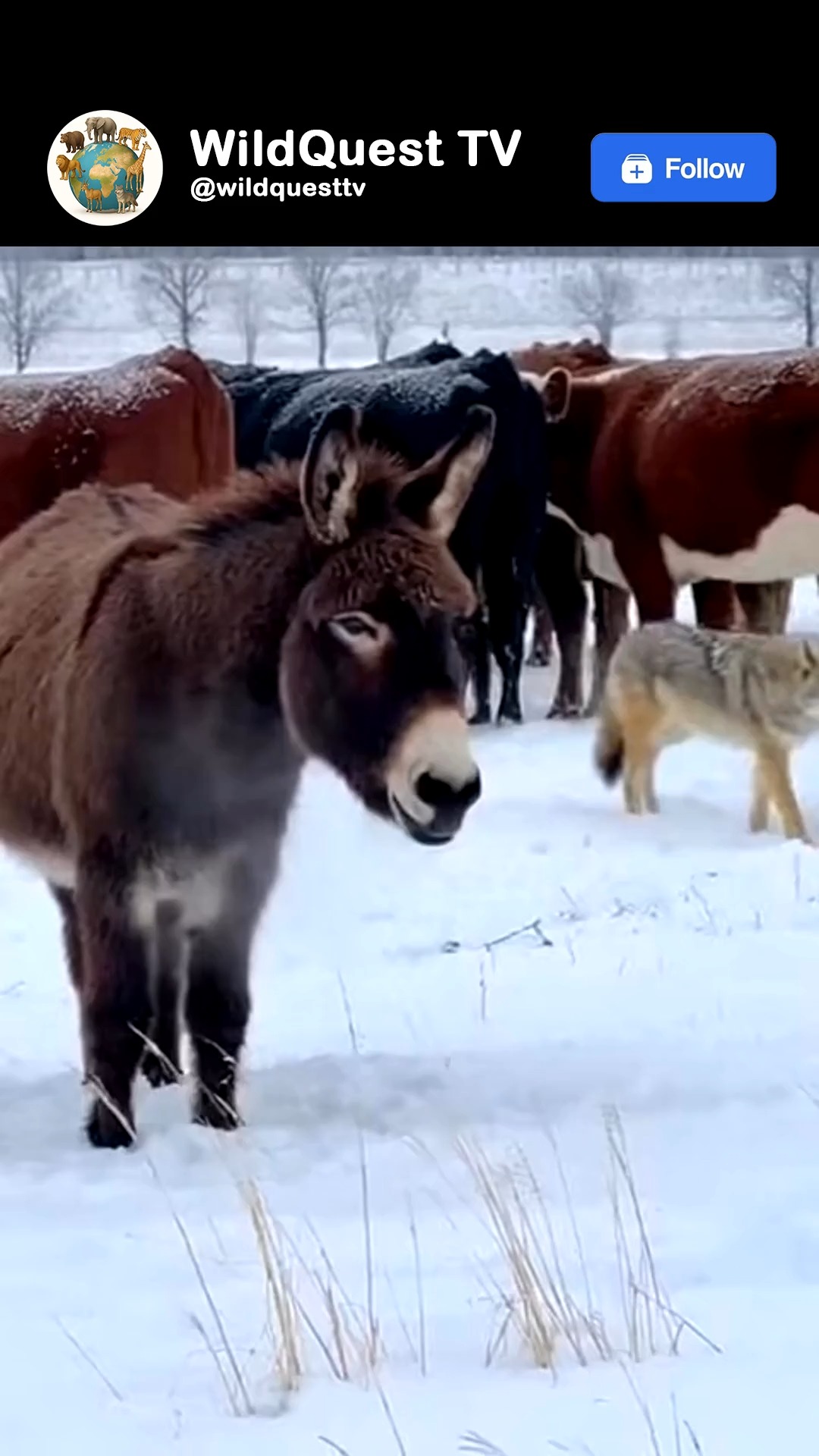 A snow leopard emerged silently from a white ridge, but the donkey ...