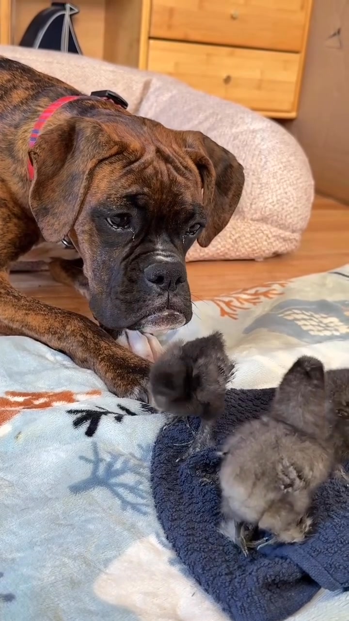 Funny boxerdogs 🥰 Credit love.dogs.and.cat dm for removal | Boxer Dog ...
