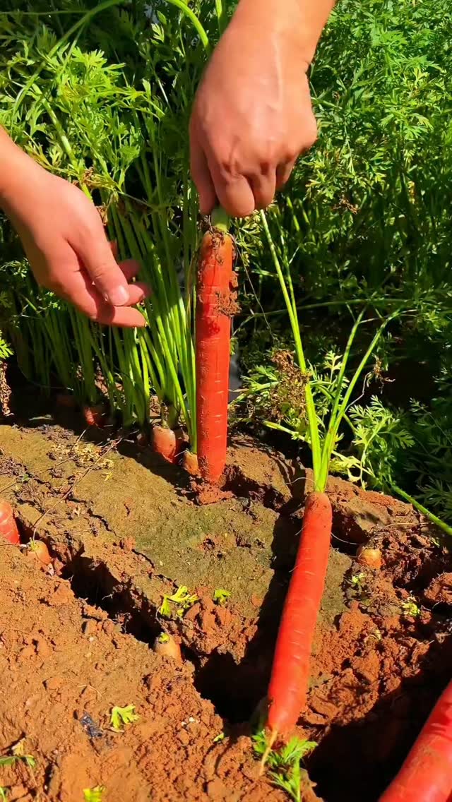 What's this? Fruit or vegetable? 🥕🥕🥕🥕🥕🥕 #fruit #vegetable #farmer # ...