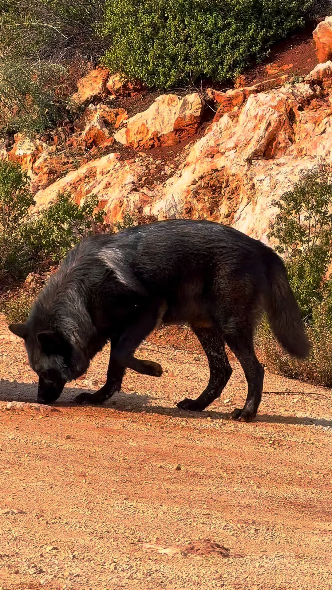 Why do wolves want to rub themselves against the scent on the ground ...