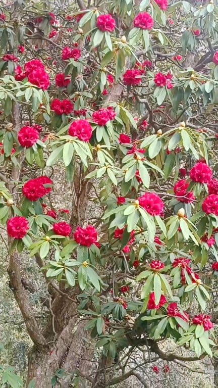 Buransh flowers Beautiful buransh tree . . . . Rhododendron is a ...