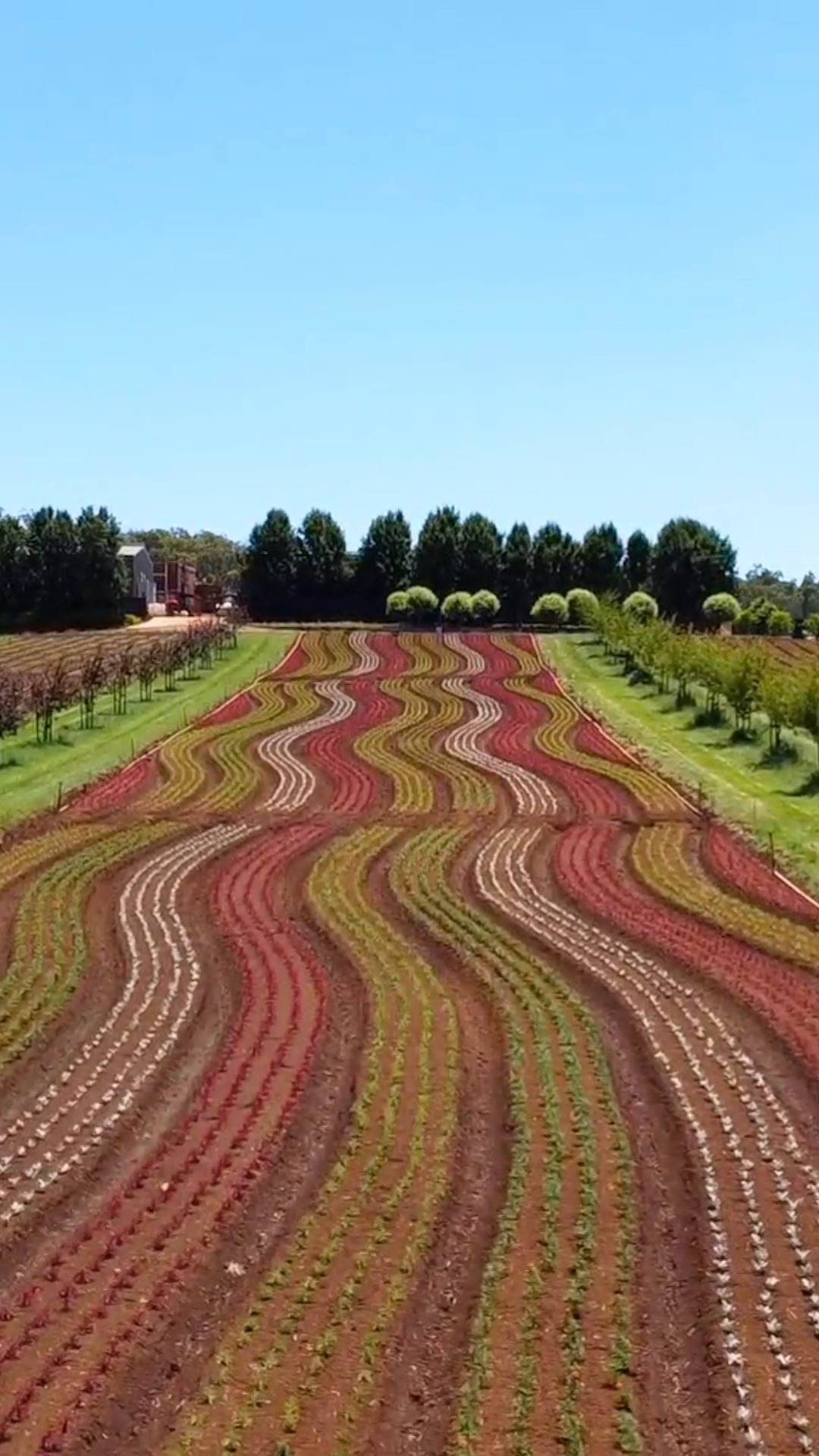 🌻🌻🌻 FARM UPDATE 🌻🌻🌻 The planting is complete and now the real magic ...