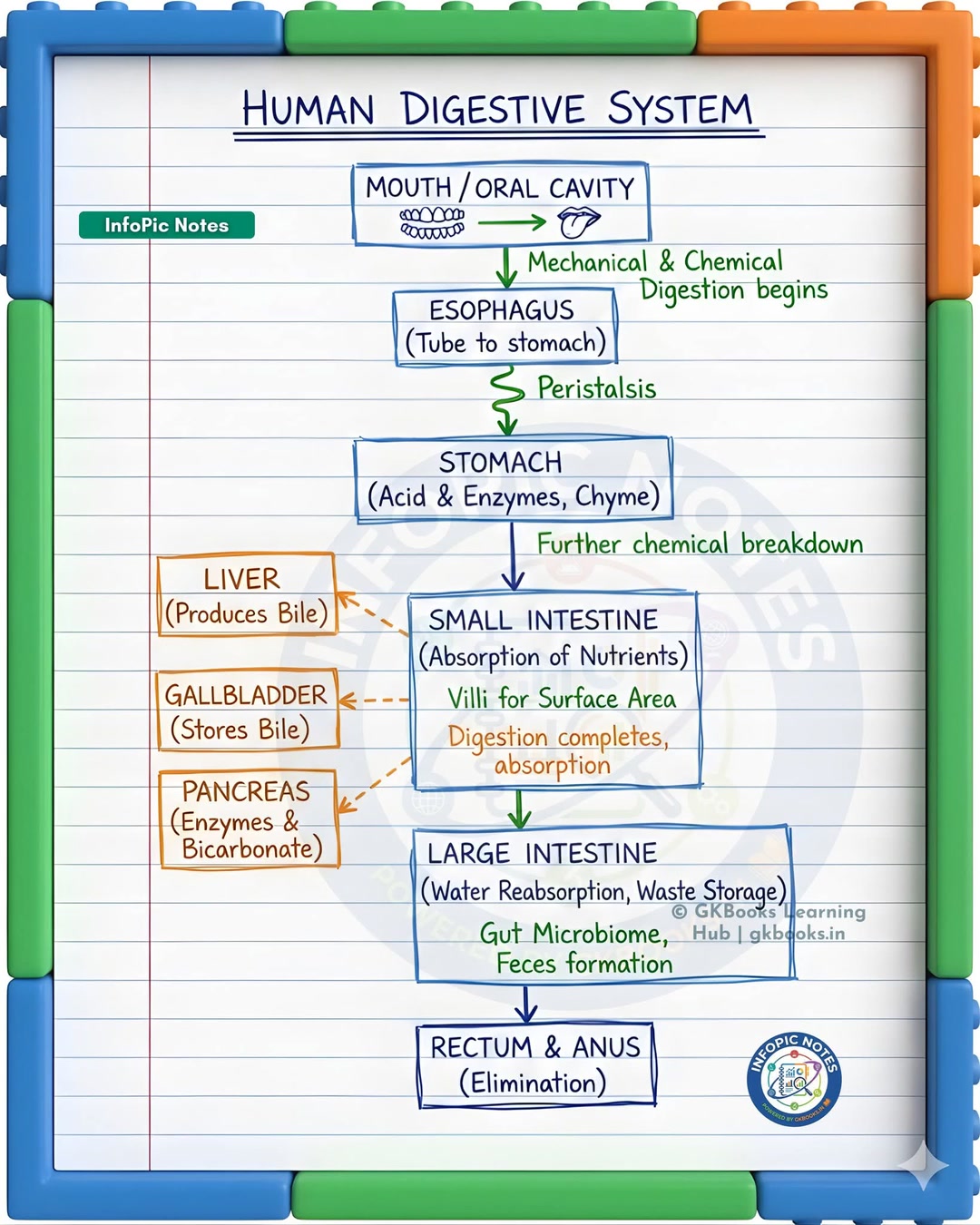 From mouth to anus, the human digestive system works in a coordinated ...