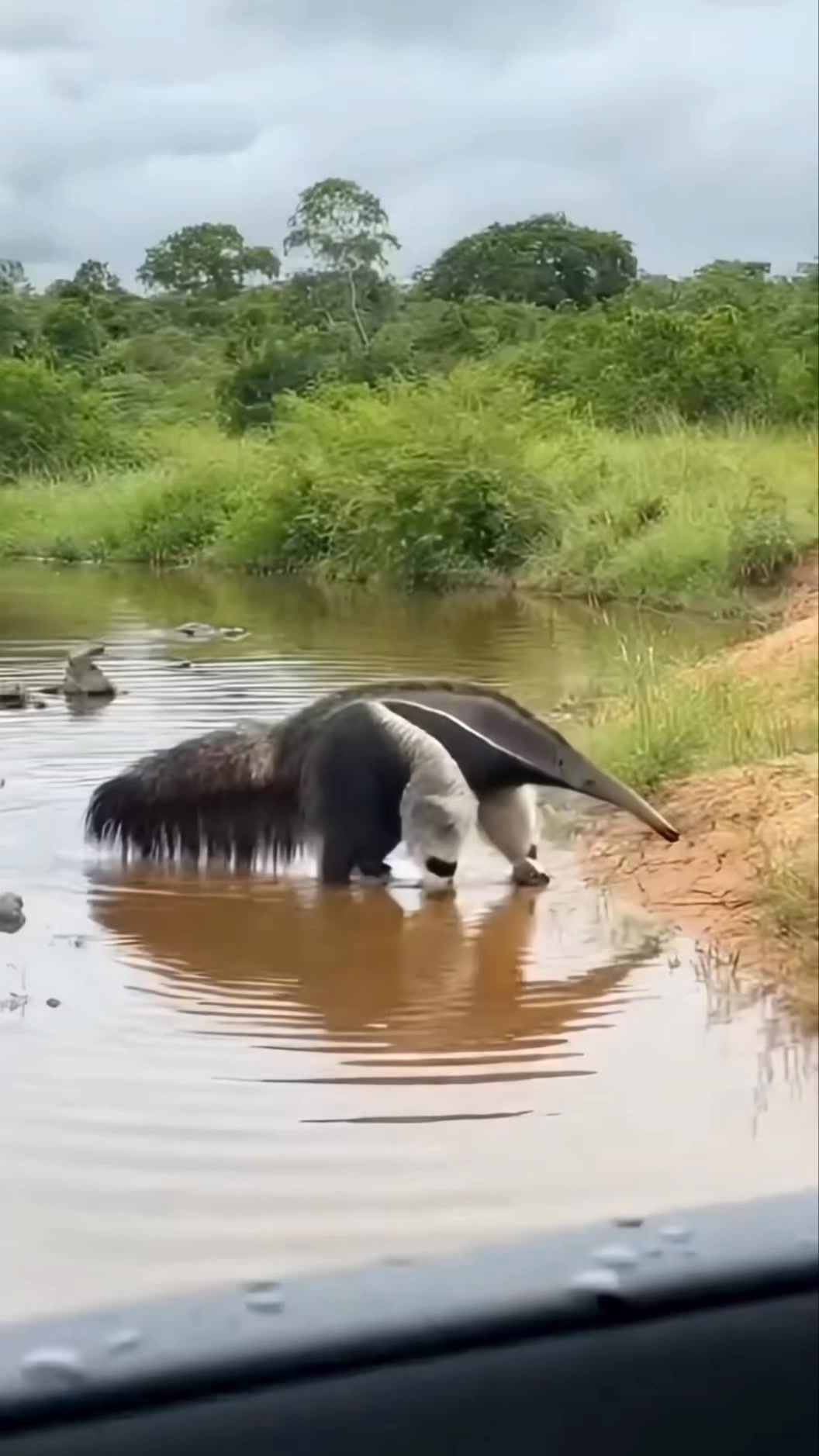 A Rare Wildlife Moment You Don’t See Every Day😱 #animals #wildlife ...