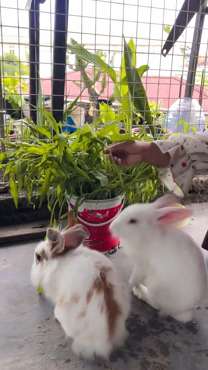 Keep eating 😄🌿 #asmr #ayuningsihvlog #minivlog #nature #rabbit | Ayu ...