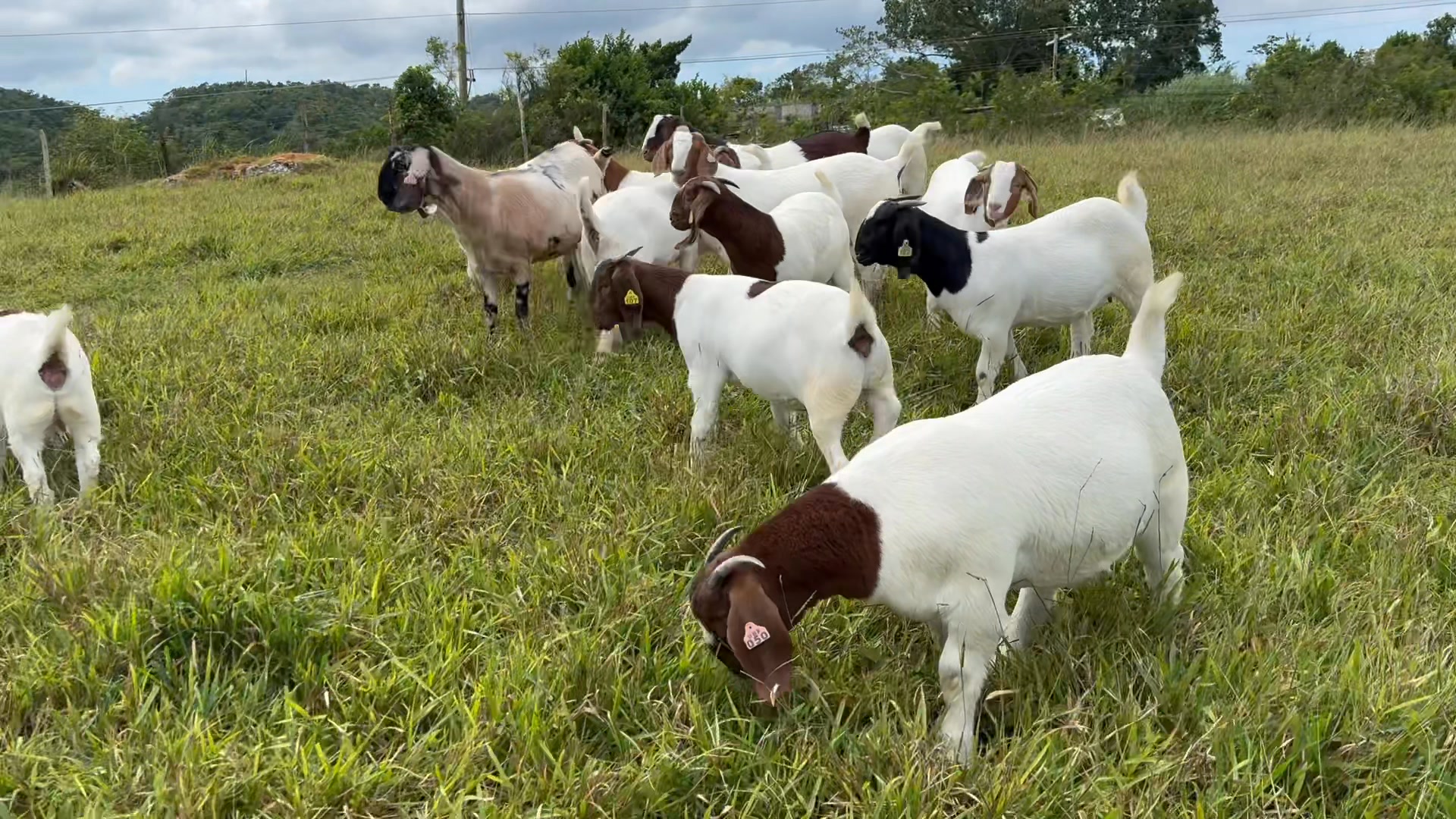 Share your thoughts ️ | Unity Boer Goat Farm | Facebook