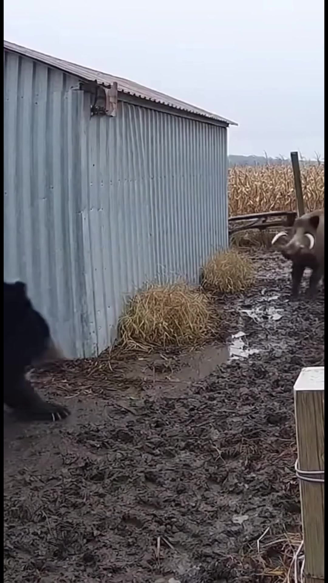 Witness an intense and brutal showdown between a massive black bear and ...