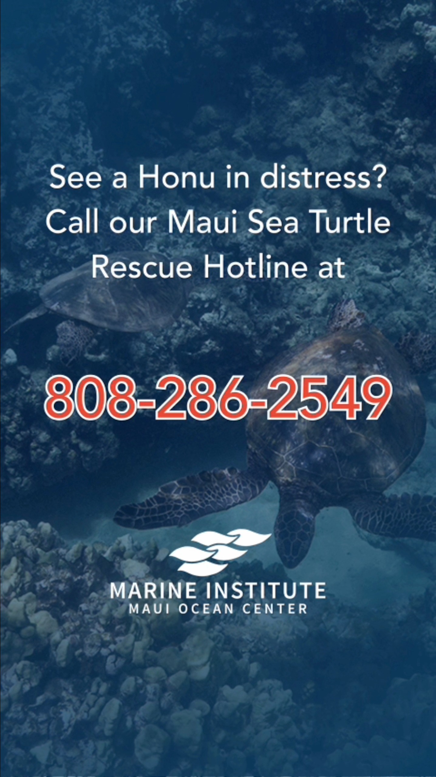 During a search for a reported turtle, our team discovered Lefty, a ...