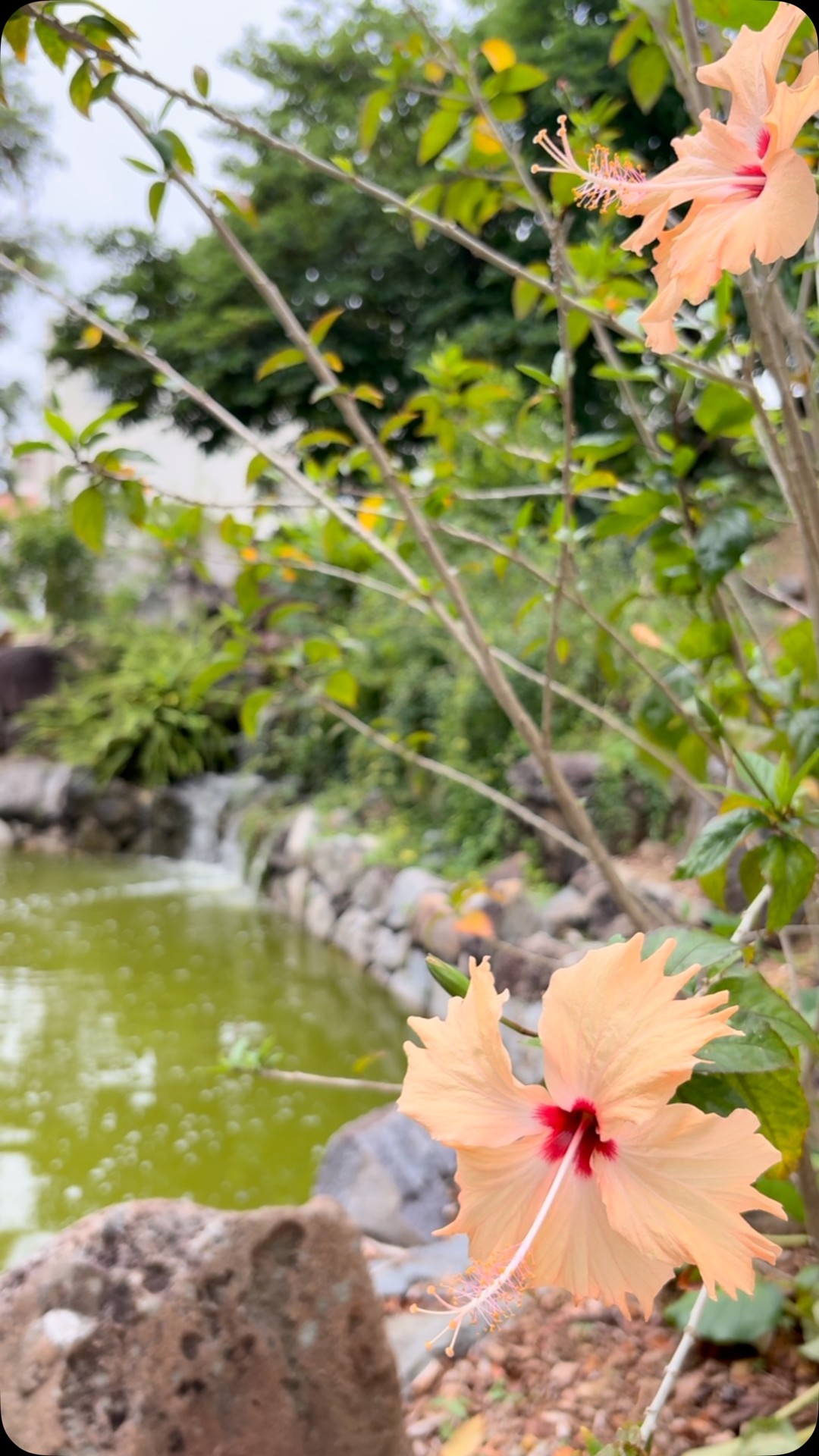 福州園・クニンダテラス | Naha-shi Okinawa