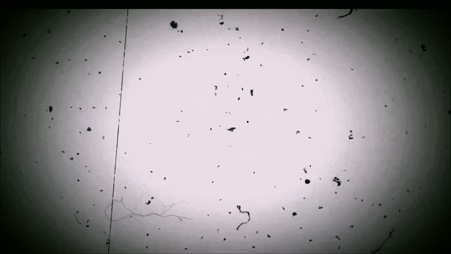 Dranckrazy - DRANCKRAZY x TULALA のコラボロッド第二弾！ 「INDIE