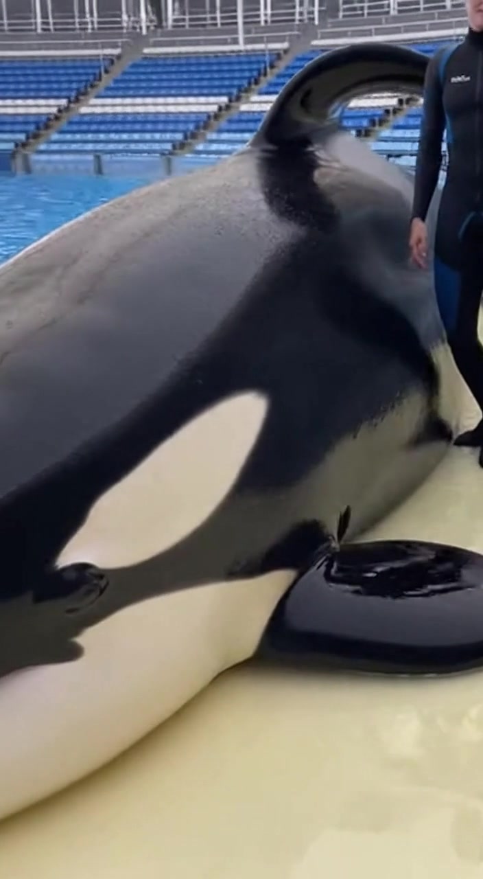 Orca Surface Magic #OrcaShow #OceanLife #ViralShorts | Orca Vibes ...