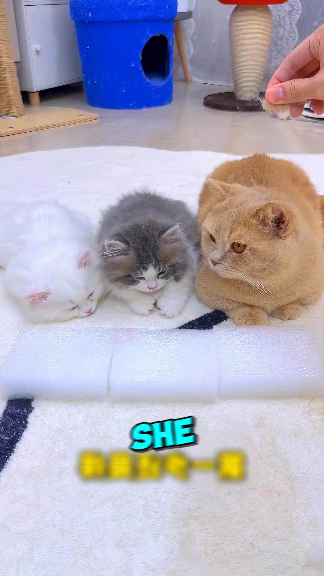 This Owner PRANKED a Mom Cat 😺🤣 #shorts | Animal rescue house | Facebook