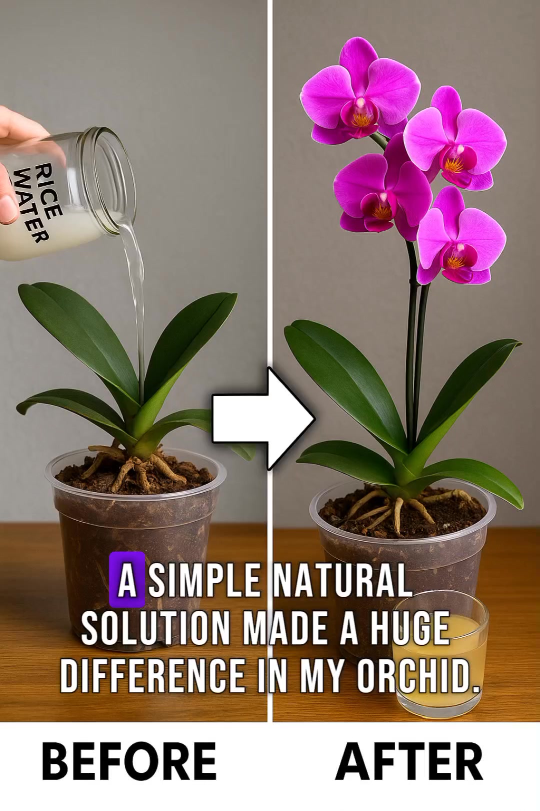 This simple rice water trick shocked me… look what it did to my orchid ...