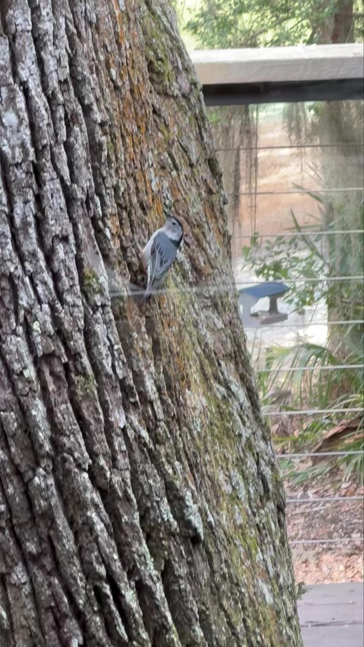 A busy little White-breasted Nuthatch, looking for insects on the tree ...