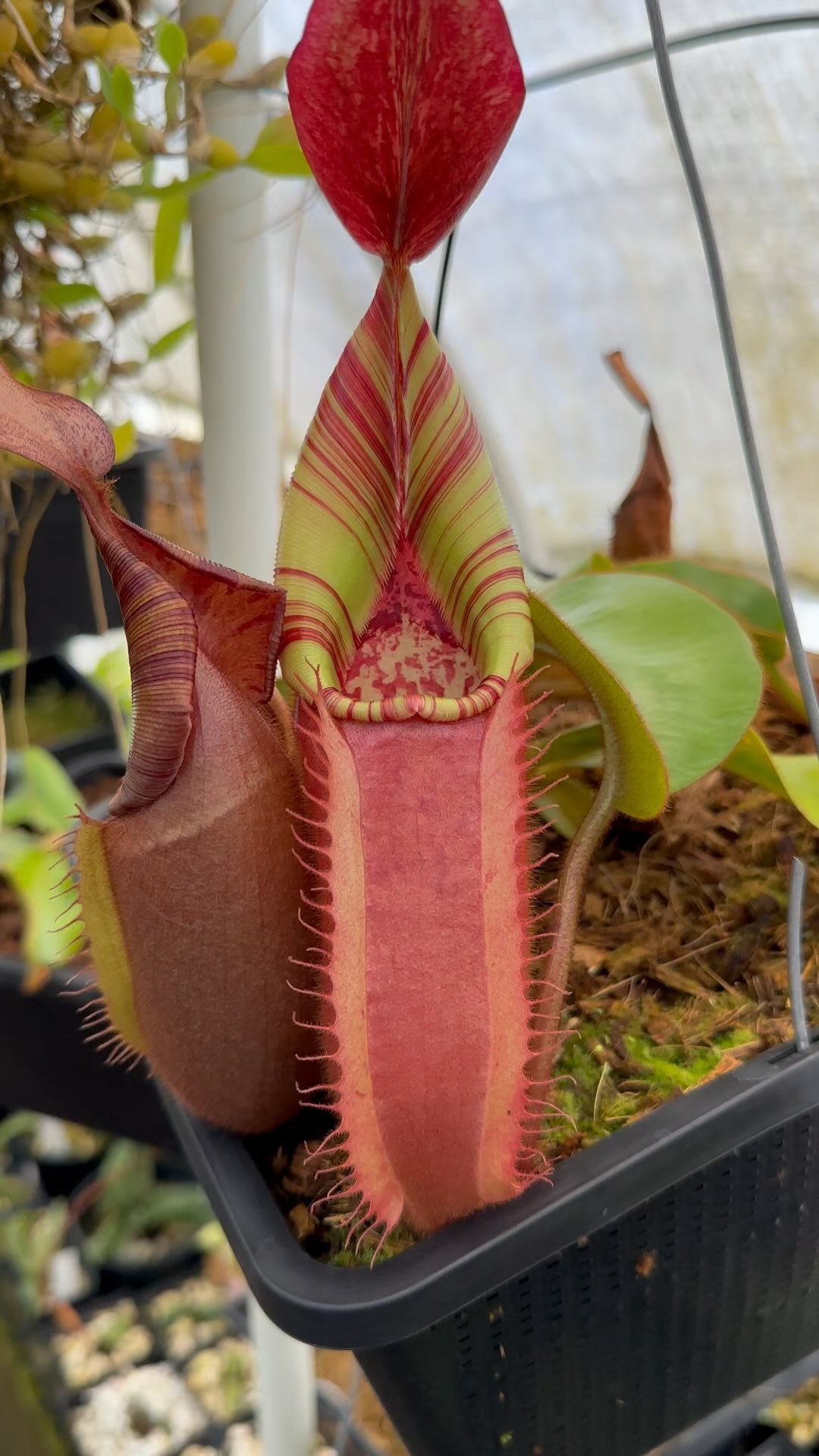 Nepenthes veitchii candy x candy (CK) 😍 Just gets better with