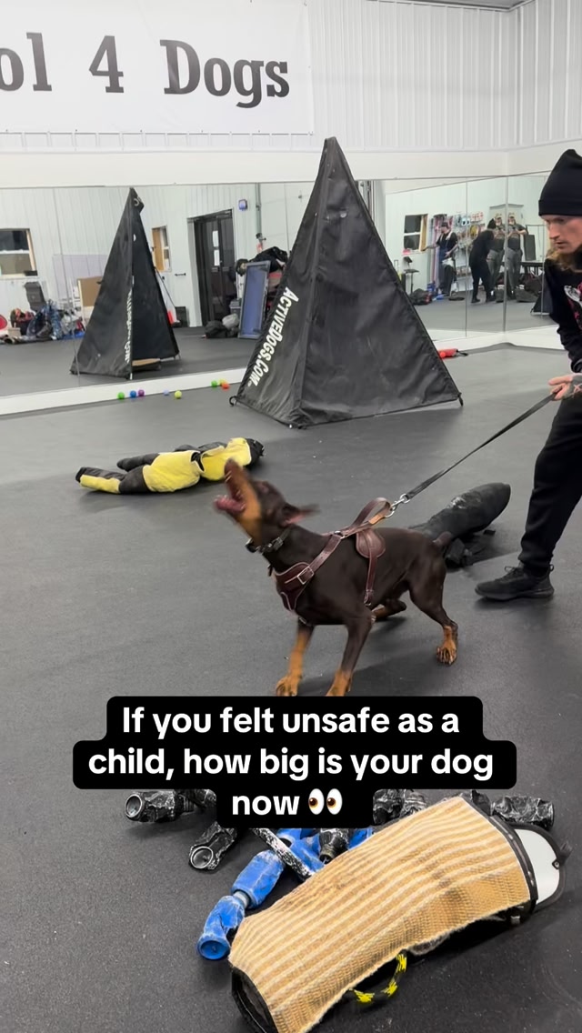 The answer is 80lbs because we don't believe in owning hypertype mutts ...