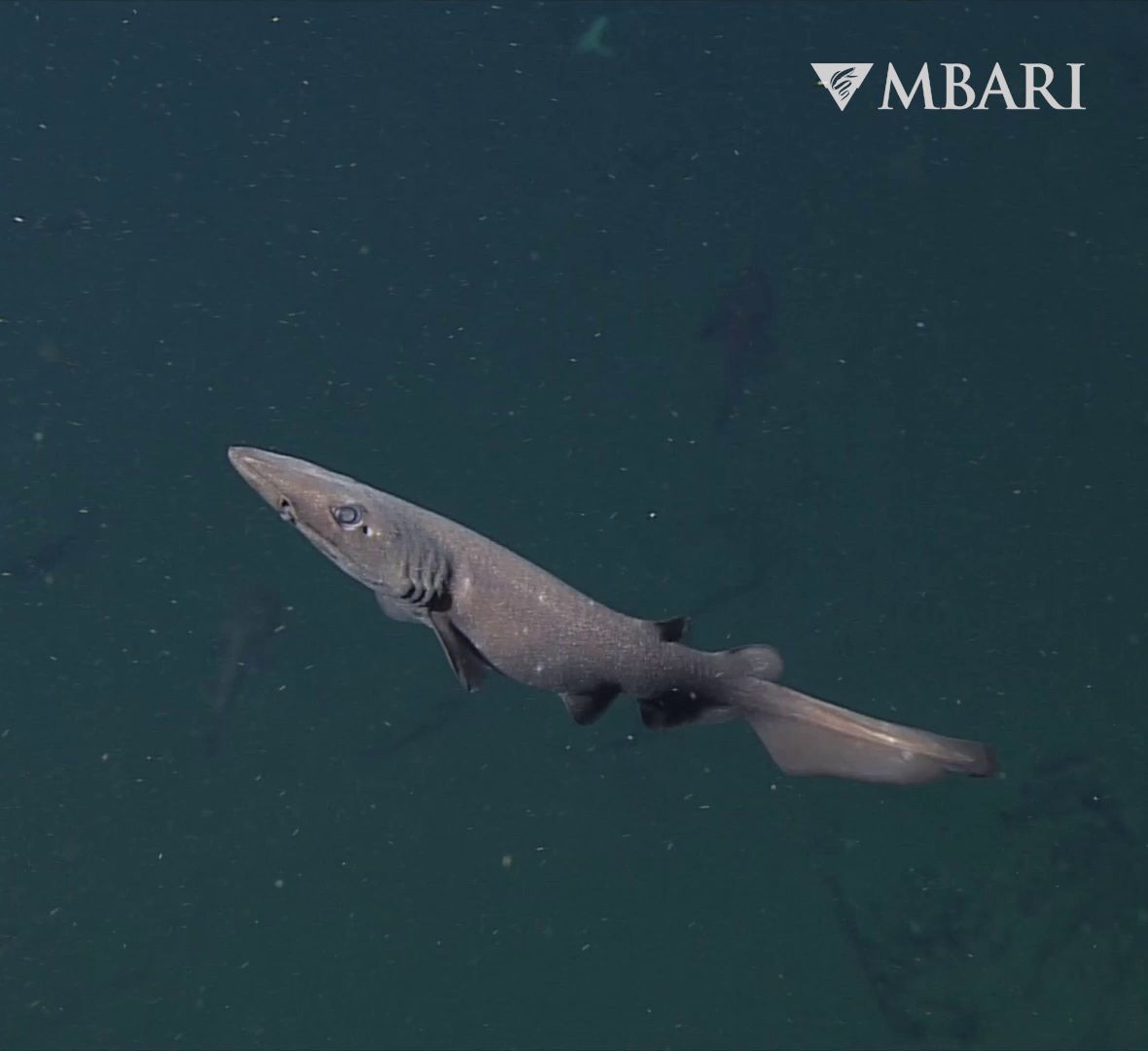 Say hello to your new favorite sharks. 😍🦈♥️⁠ ⁠ Deep-sea