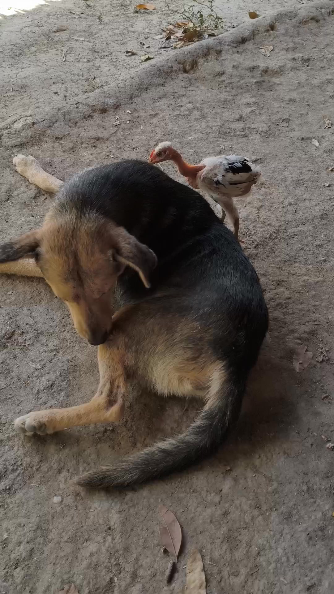 Servicio premium antipulgas 🤔 #perritos #doglover #fypシ | Tének | Facebook