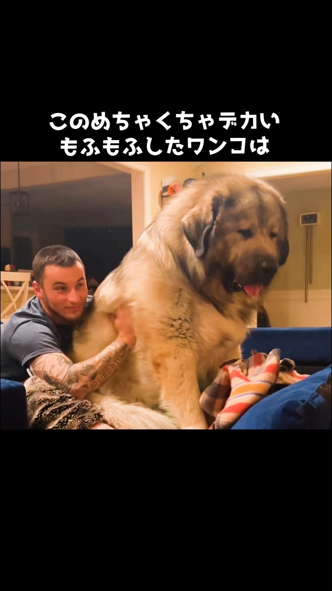 コーカシアン シェパード ドッグ