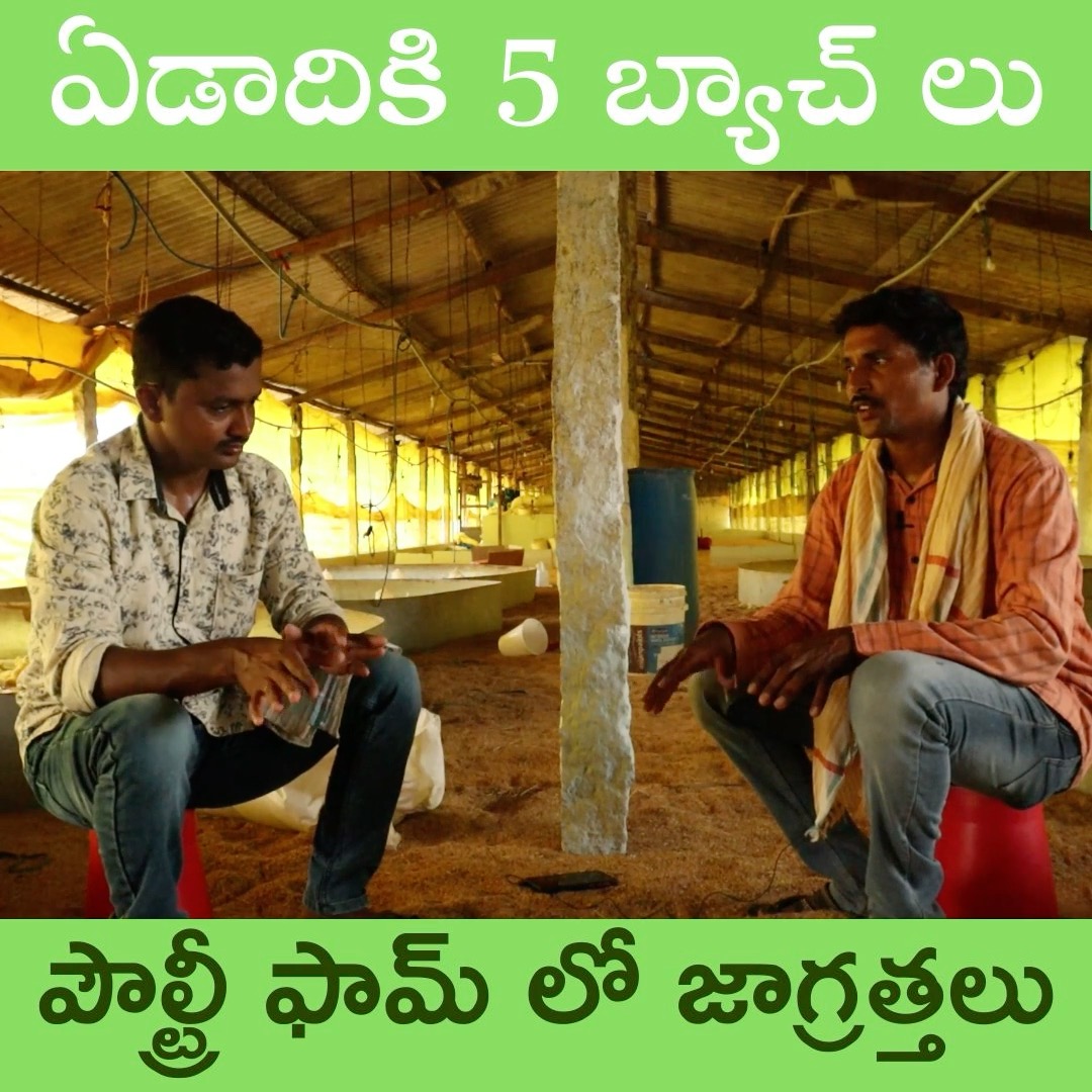 ఏడాదికి 5 బ్యాచ్ లు పౌల్ట్రీ ఫామ్ లో జాగ్రత్తలు #rythubadi #agriculture ...